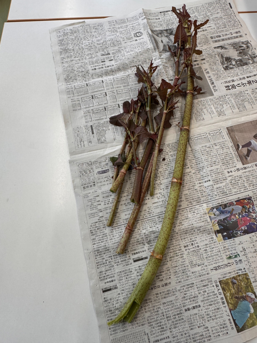 新聞の上のいたどり